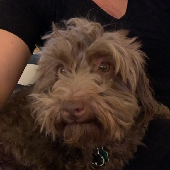 Meet your Posher, Yazmin - Picture 8 of 8